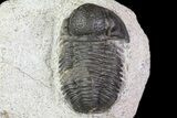 Bargain, Gerastos Trilobite Fossil - Morocco #69100-3